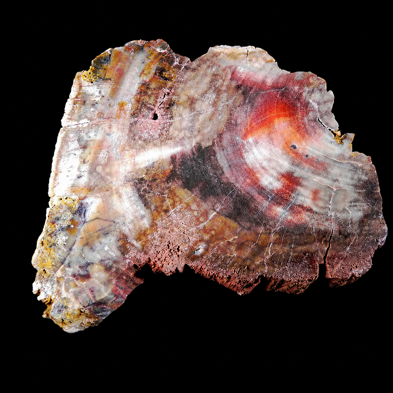 Petrified Wood with Quartz from Chemnitz, Germany
